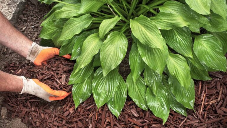mulch around hostas