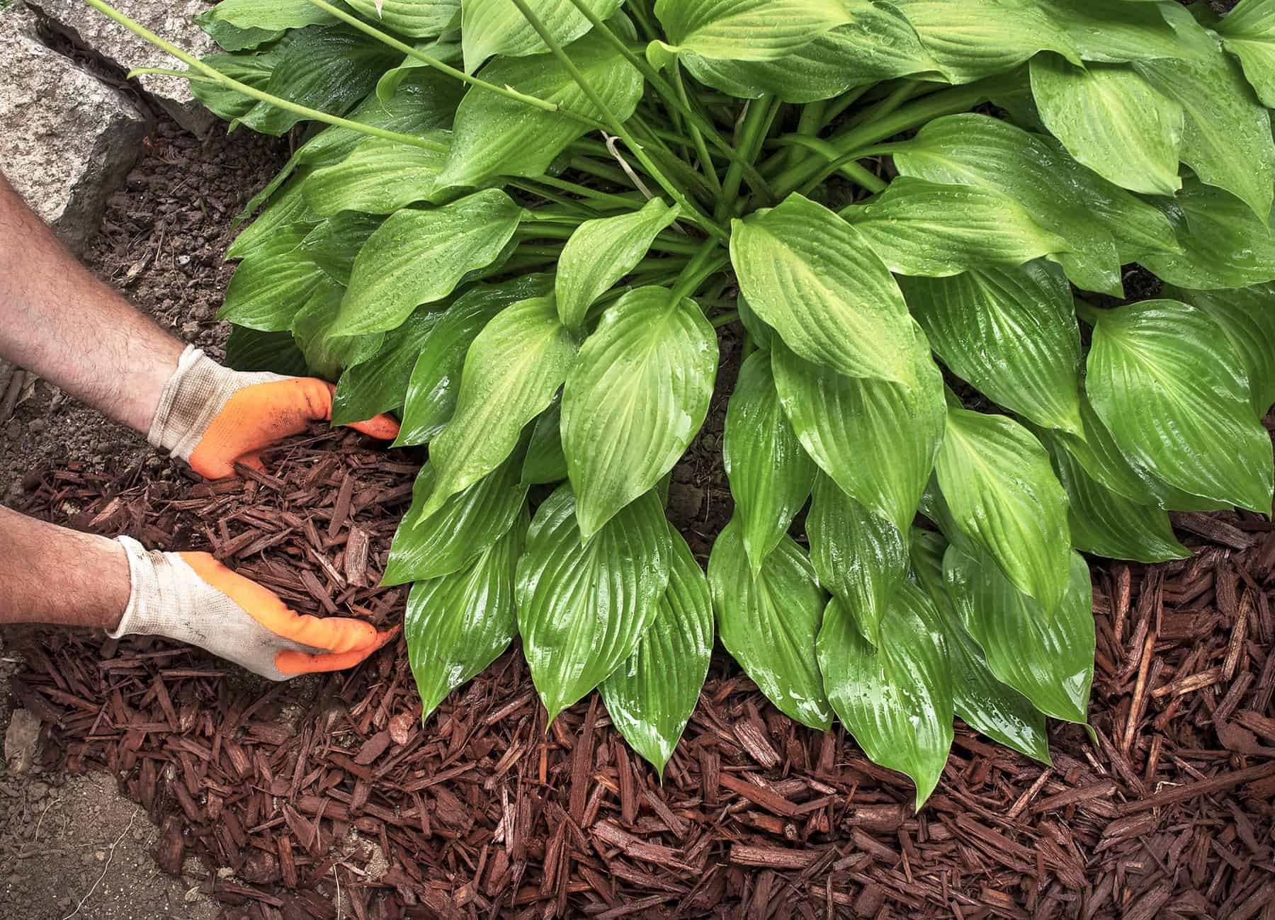 mulch around hostas