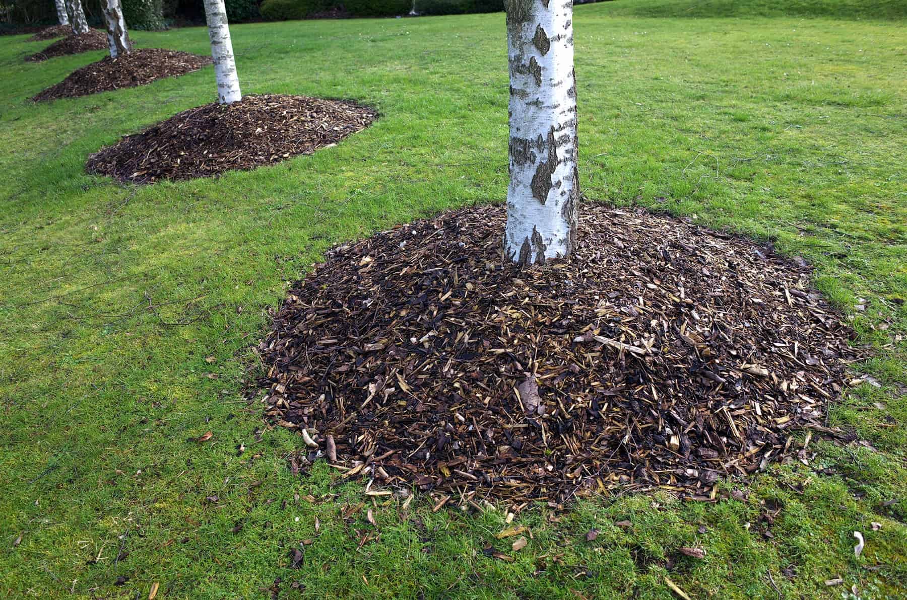 mulch volcano around trees