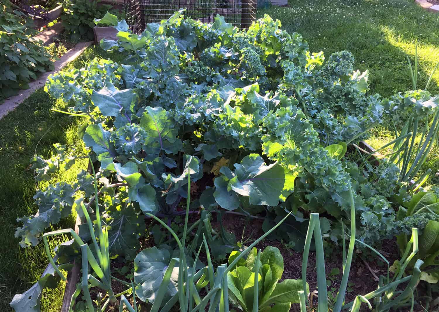 leafy greens in garden