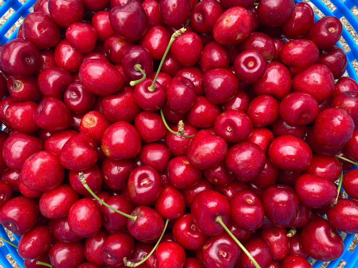 cherry harvest