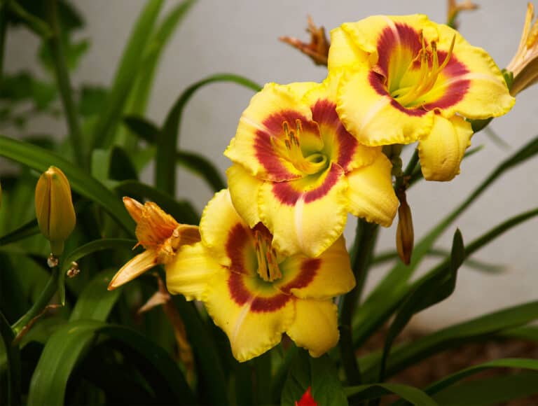 daylilies