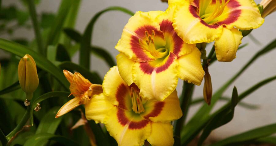 daylilies