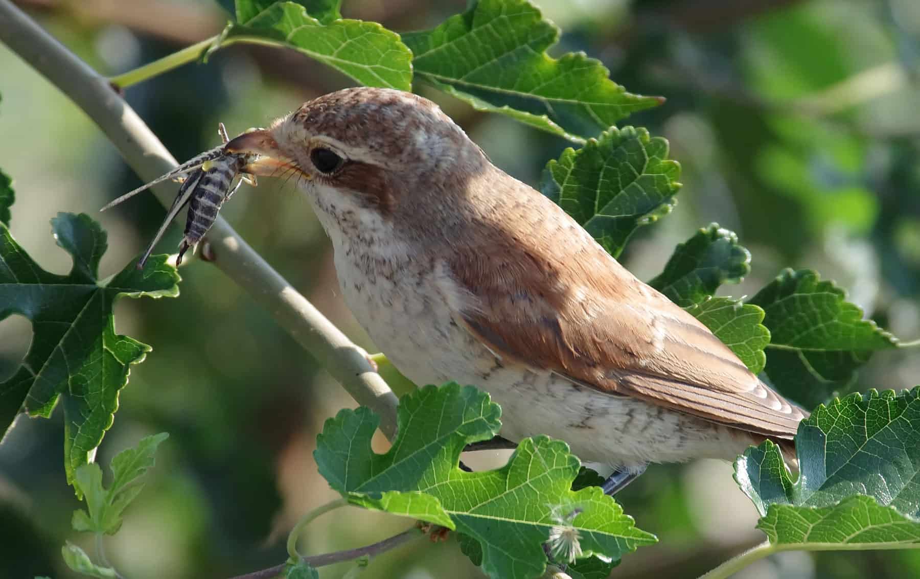 bird control fresno