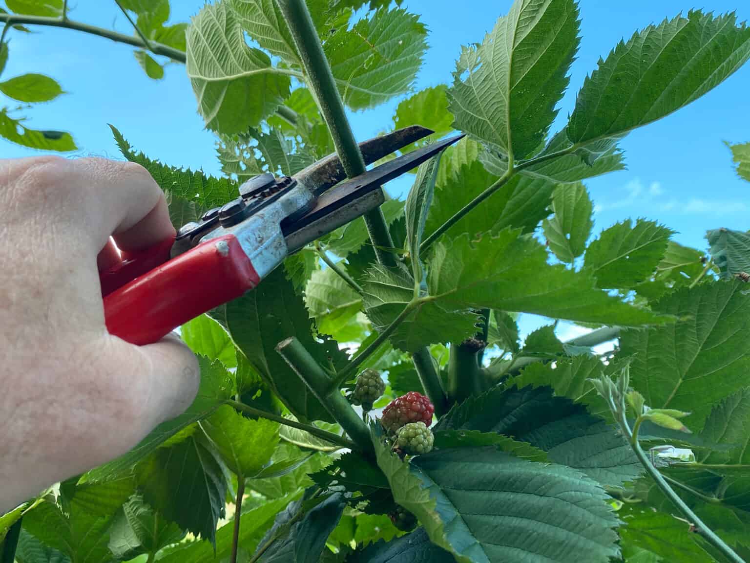How to Grow Blackberries * Big Blog of Gardening