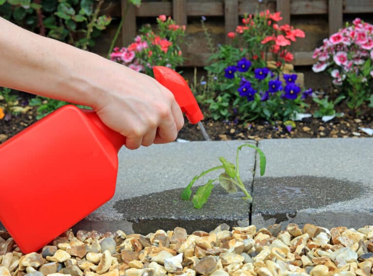 spraying weeds with homemade vinegar weed killer