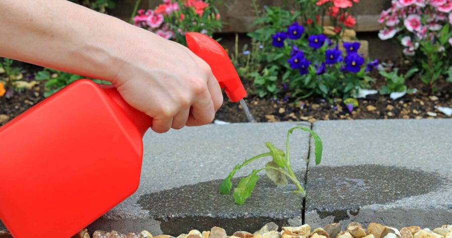 spraying weeds with homemade vinegar weed killer