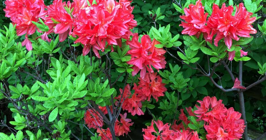 azalea flowers