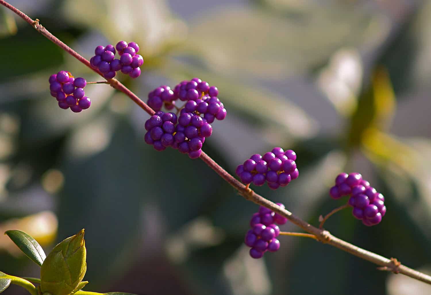 asian beautyberry berries in fall