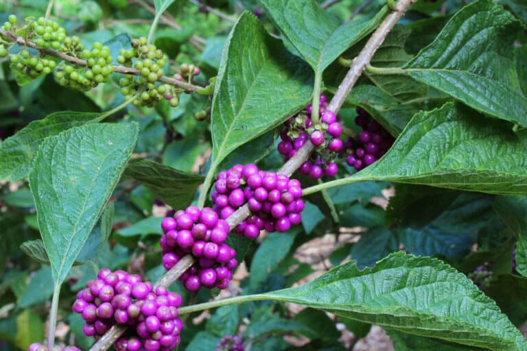 Clusters of bright purple berries growing among green leaves on a beautyberry bush