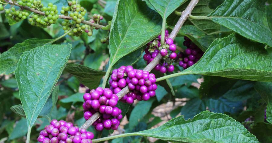 Clusters of bright purple berries growing among green leaves on a beautyberry bush