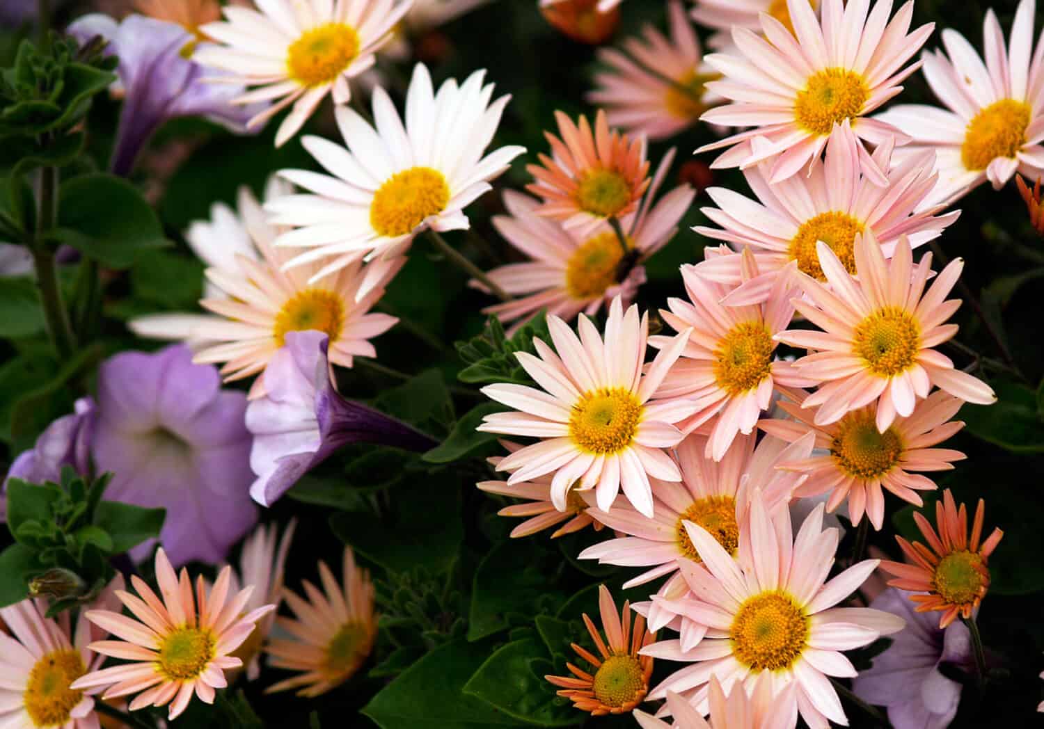 chrysanthemums perennials