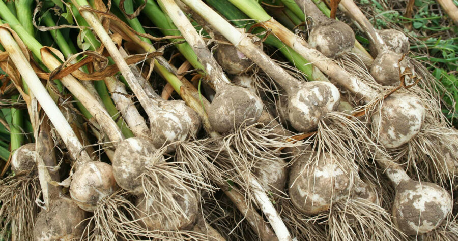 garlic drying after harvest