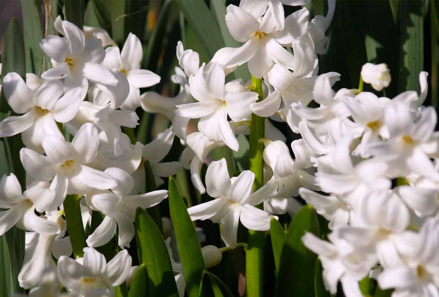 hyacinths