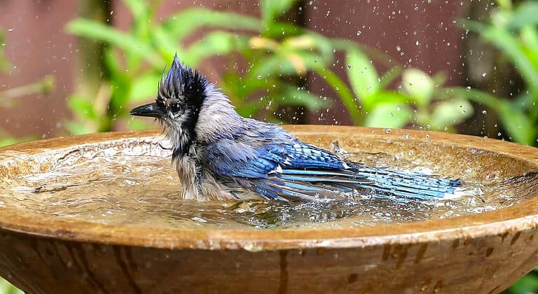 A small bird perched in a shallow water bath, droplets splashing around, feathers slightly ruffled from the water, natural outdoor setting with soft sunlight