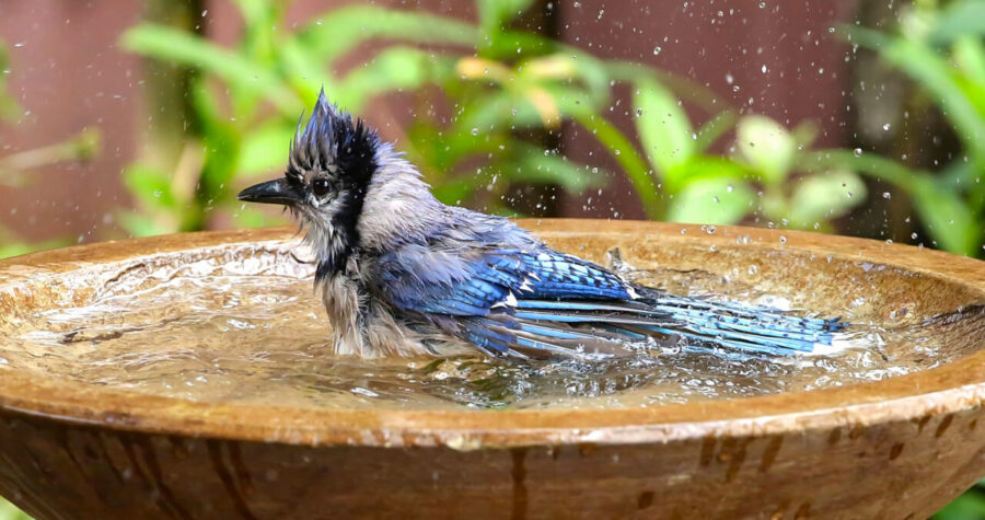 A small bird perched in a shallow water bath, droplets splashing around, feathers slightly ruffled from the water, natural outdoor setting with soft sunlight