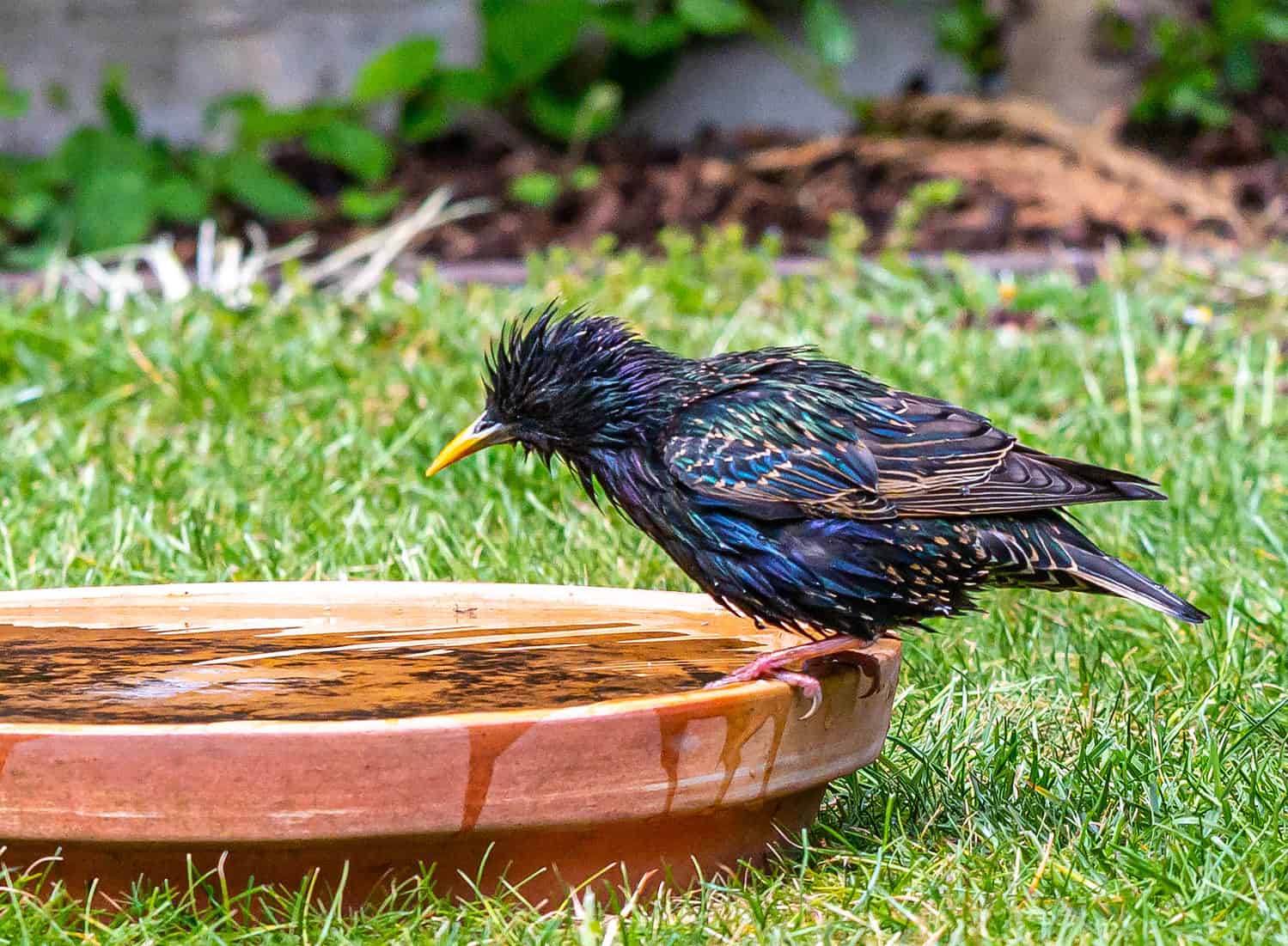 european starling in birdbath