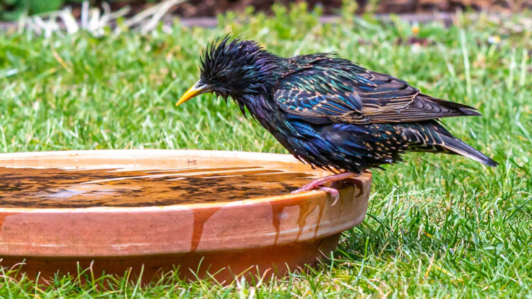european starling on birdbath at ground level