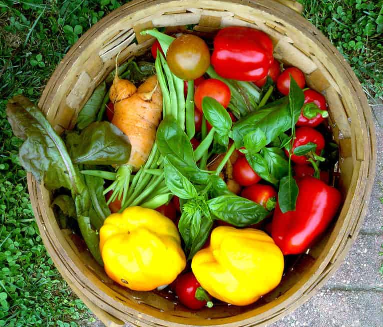 tomatoes, beans, peppers, lettuce, carrots harvest basket