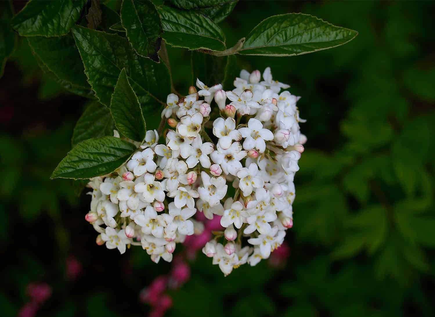 burkwood viburnum flower
