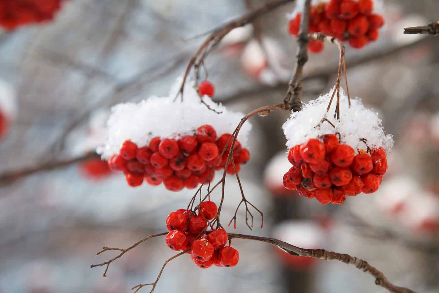 mountain ash berries