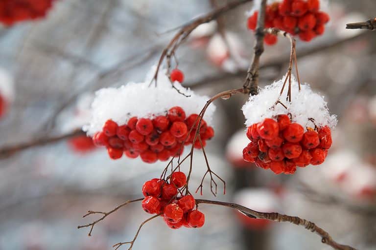 mountain ash berries in winter