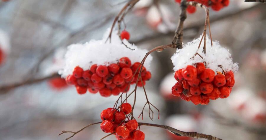 mountain ash berries in winter