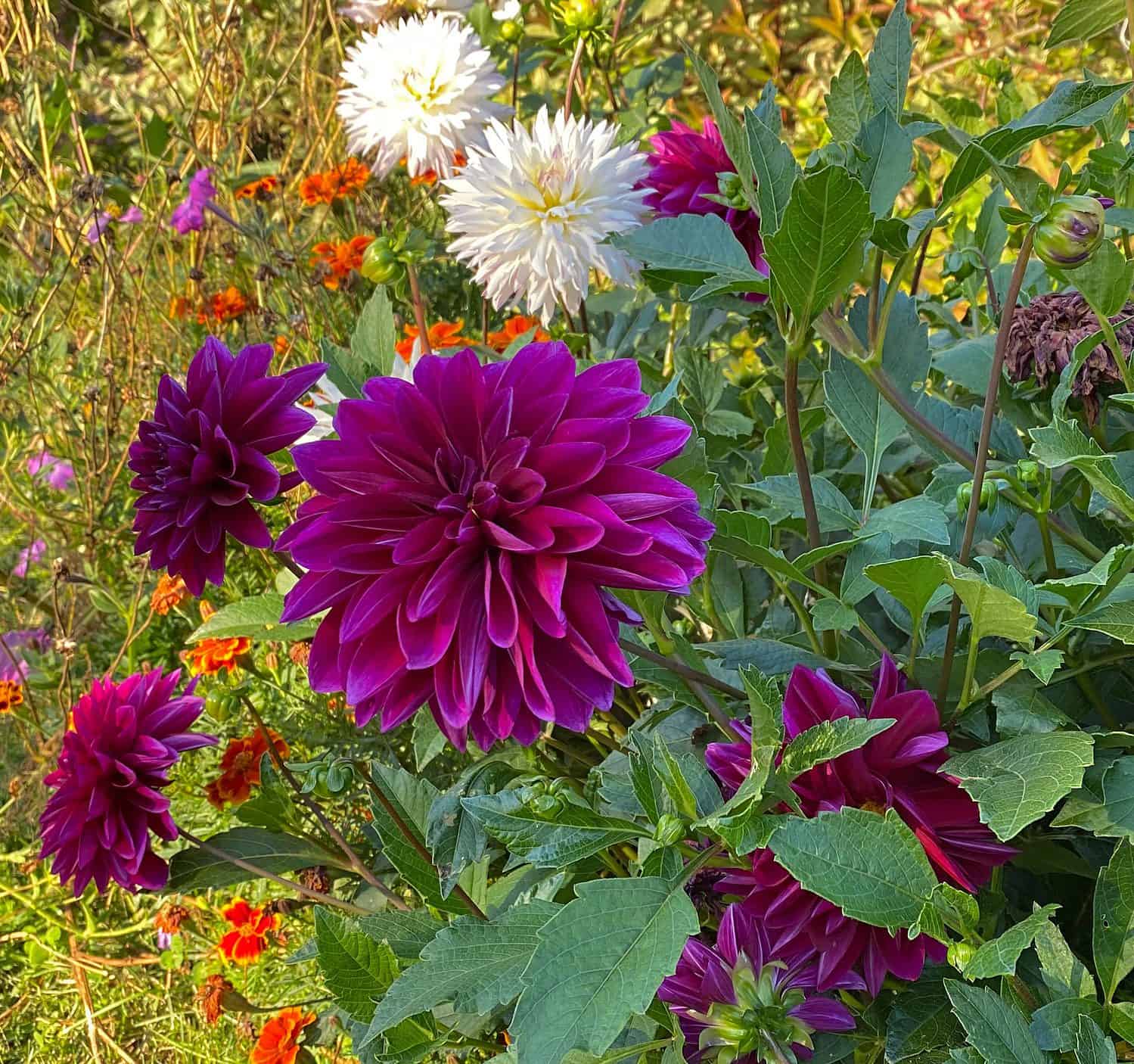 dahlias