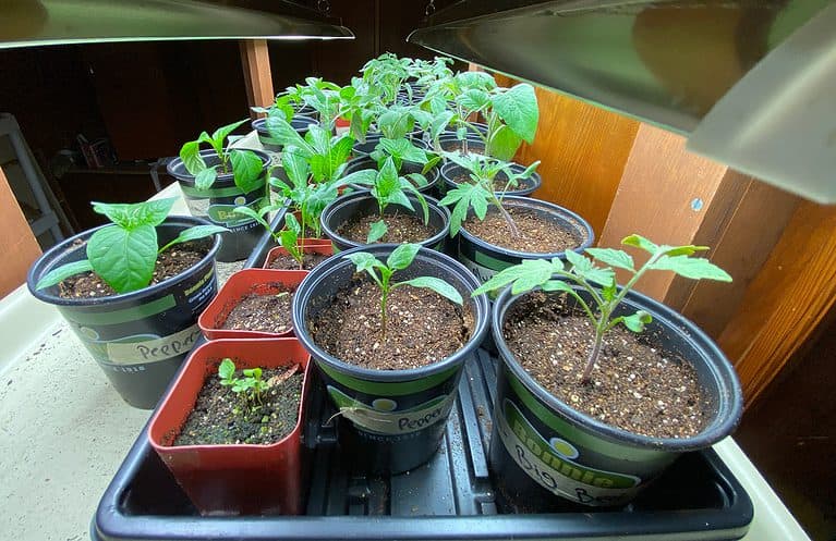 seedlings under grow lights