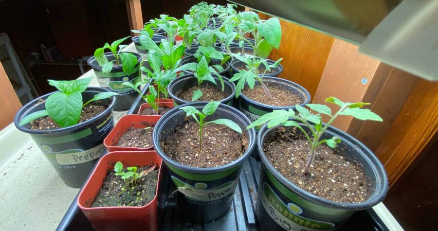 seedlings under grow lights