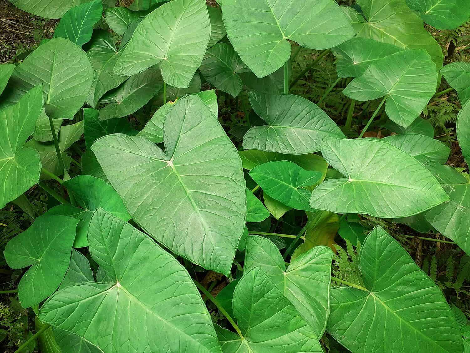 elephant ears alacosia