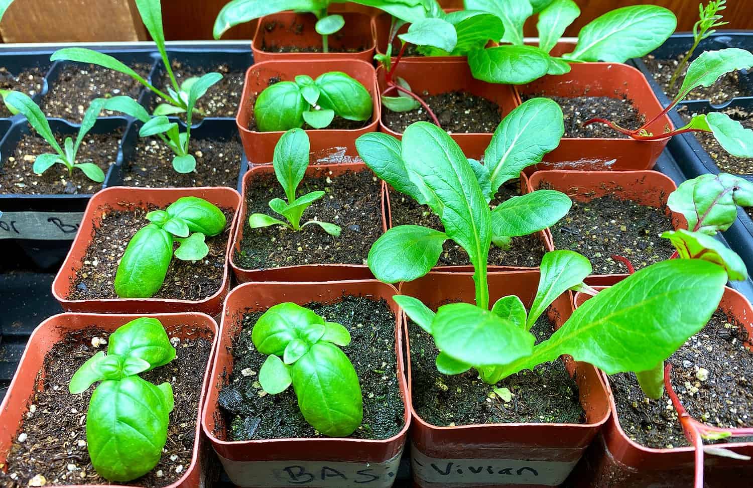 seedlings under grow lights