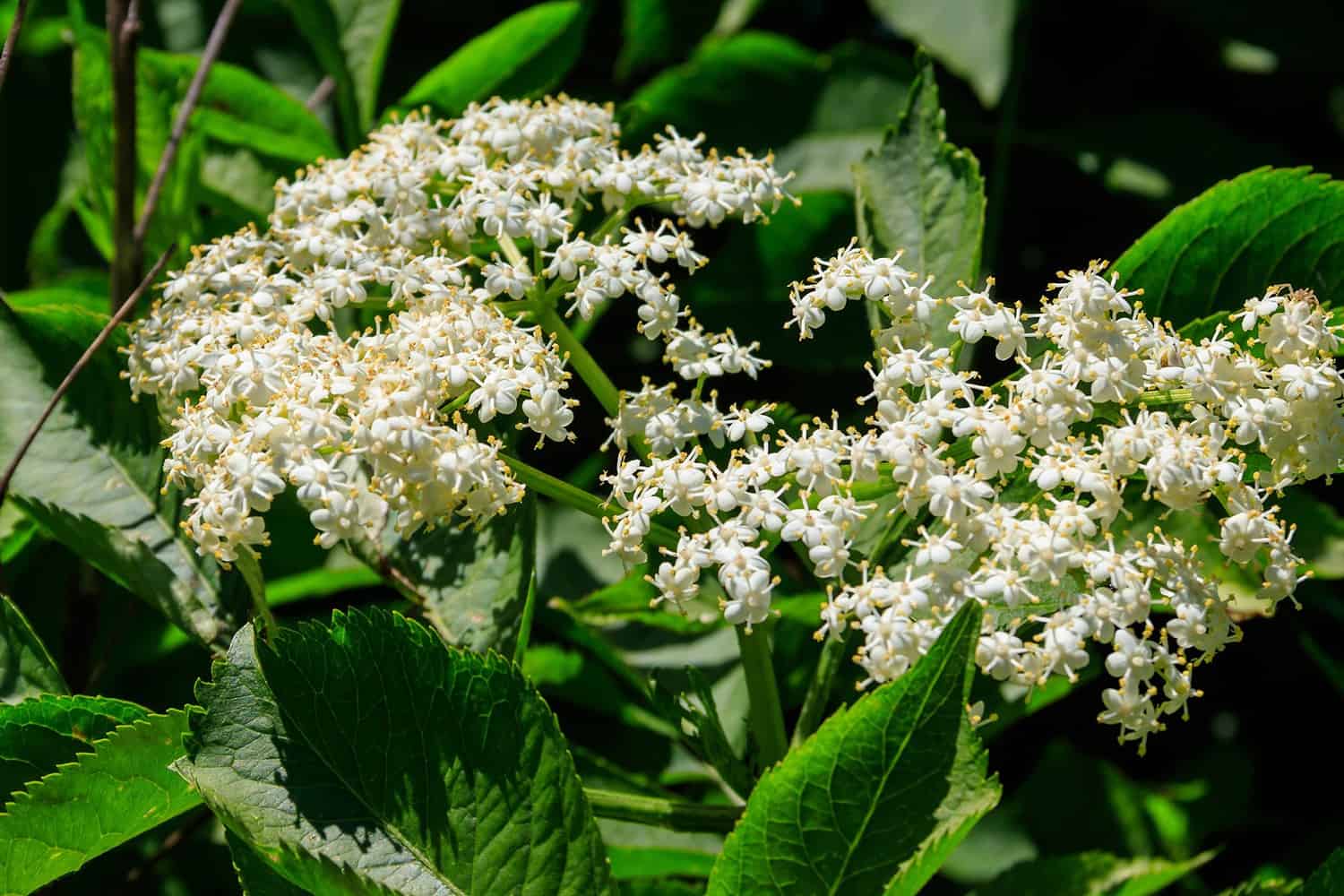 elderberries blooming flowers