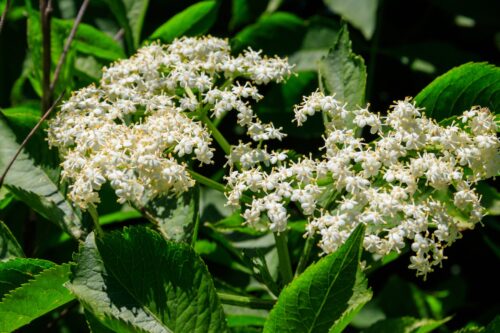 elderberry flowers
