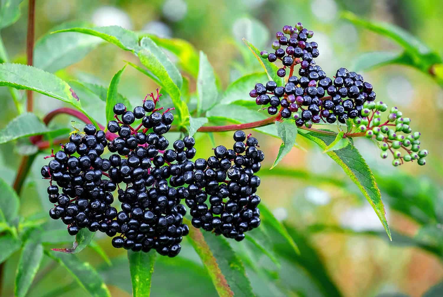 elderberry fruit ready to harvest