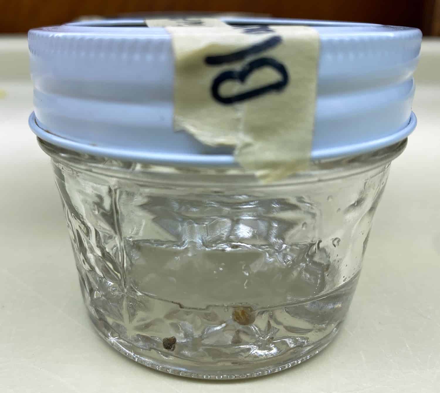 semillas de espinaca remojadas en una solución de peróxido de hidrógeno al 3%