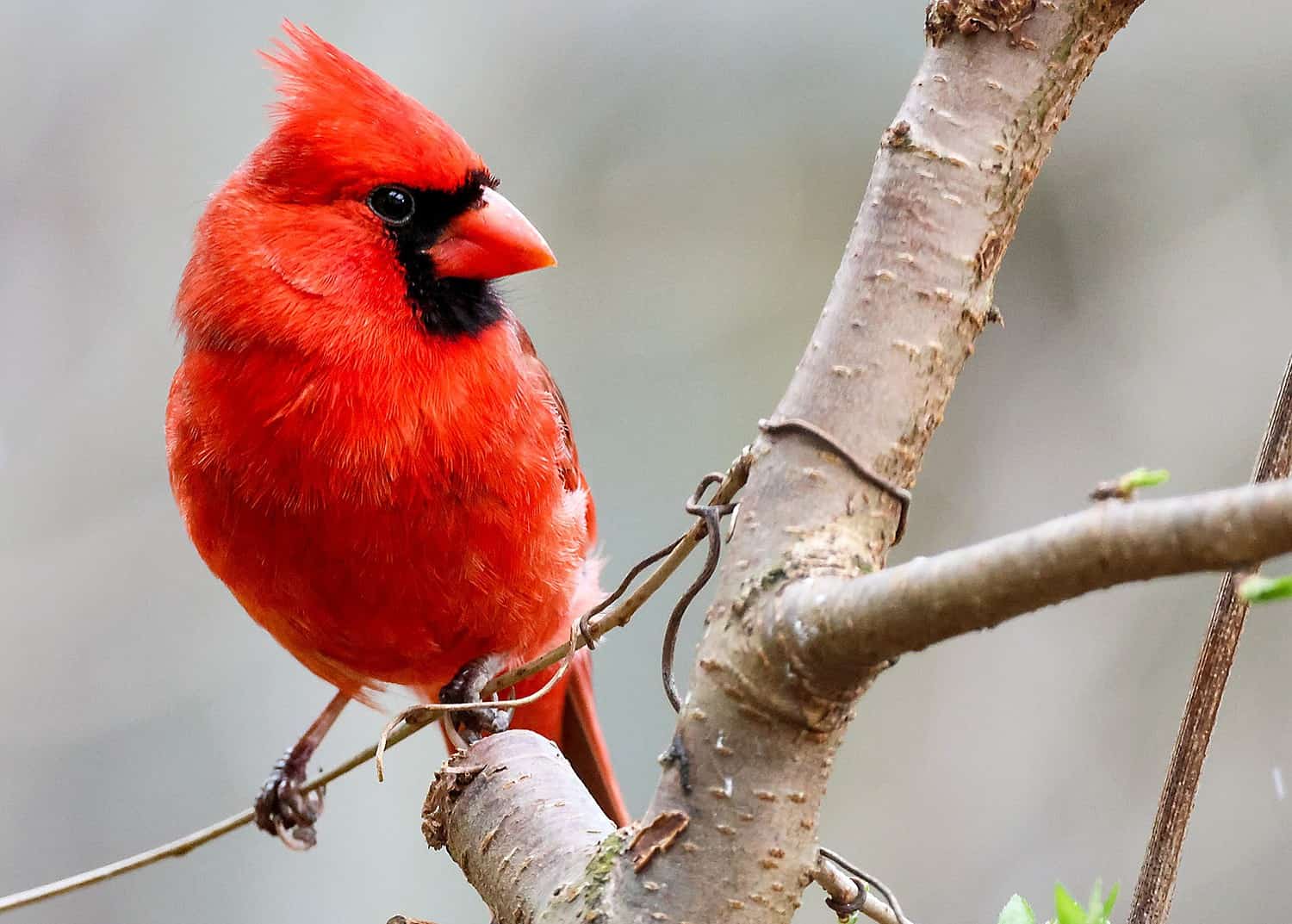 cardinal on tree limb