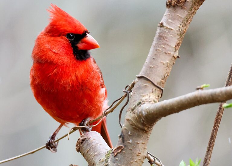 cardinal on tree limb