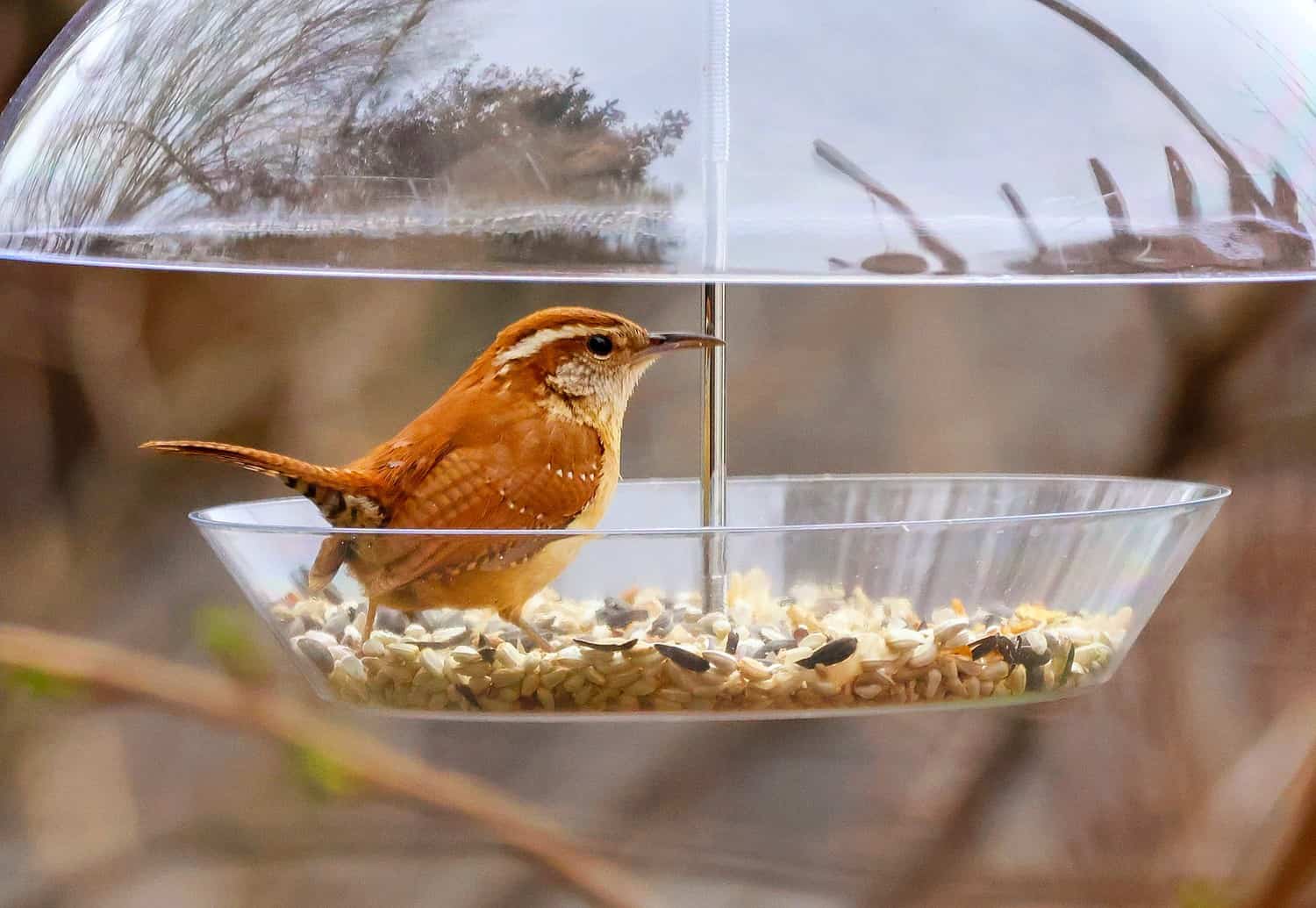 carolina wren in bird feeder