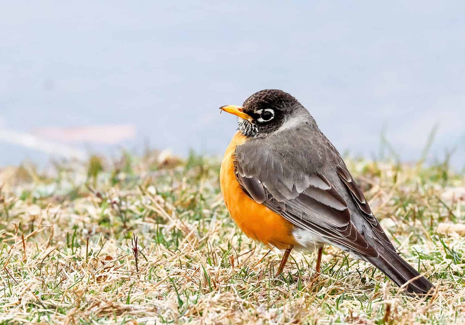 robin near water