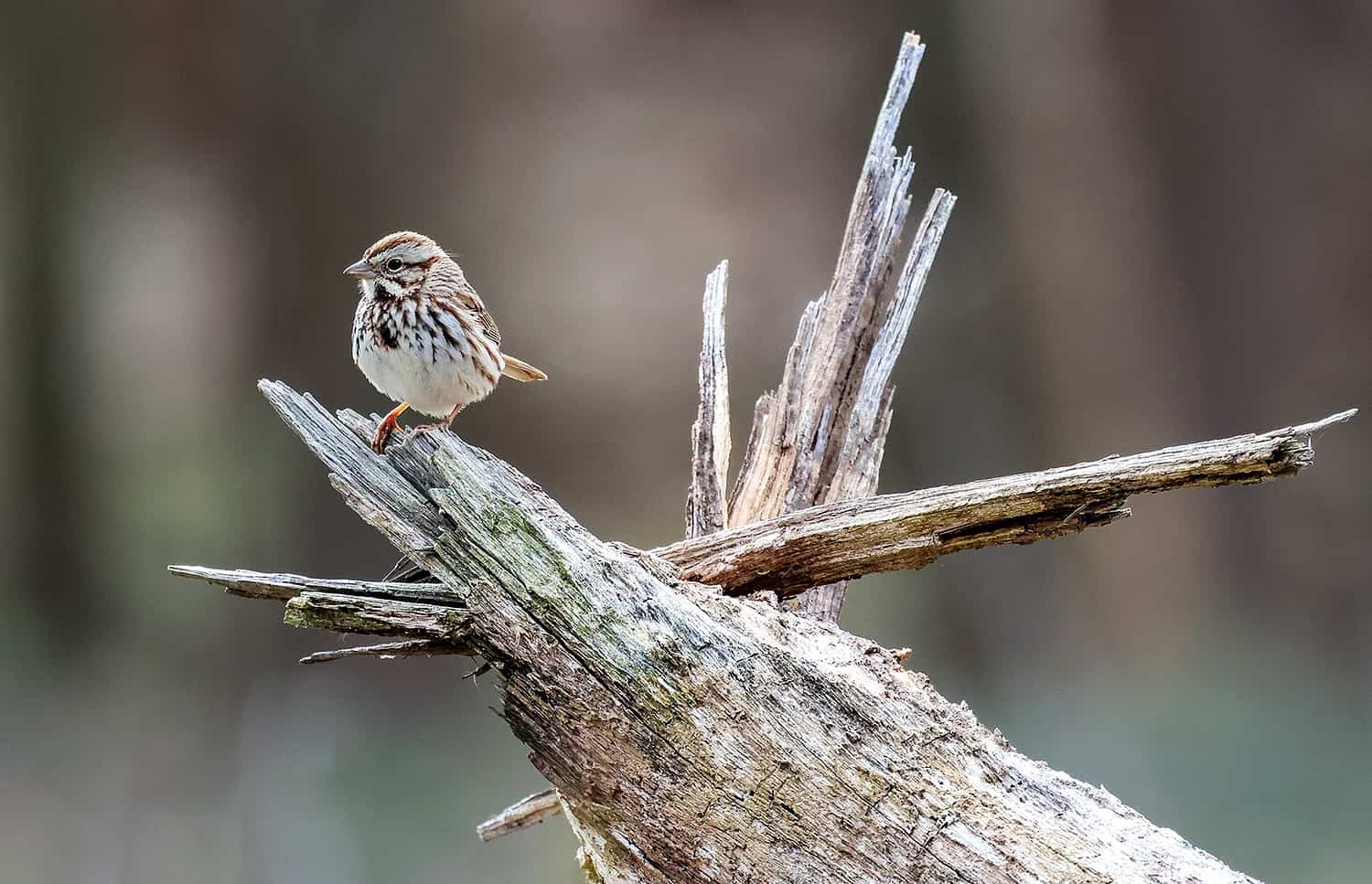song sparrow on tree limb