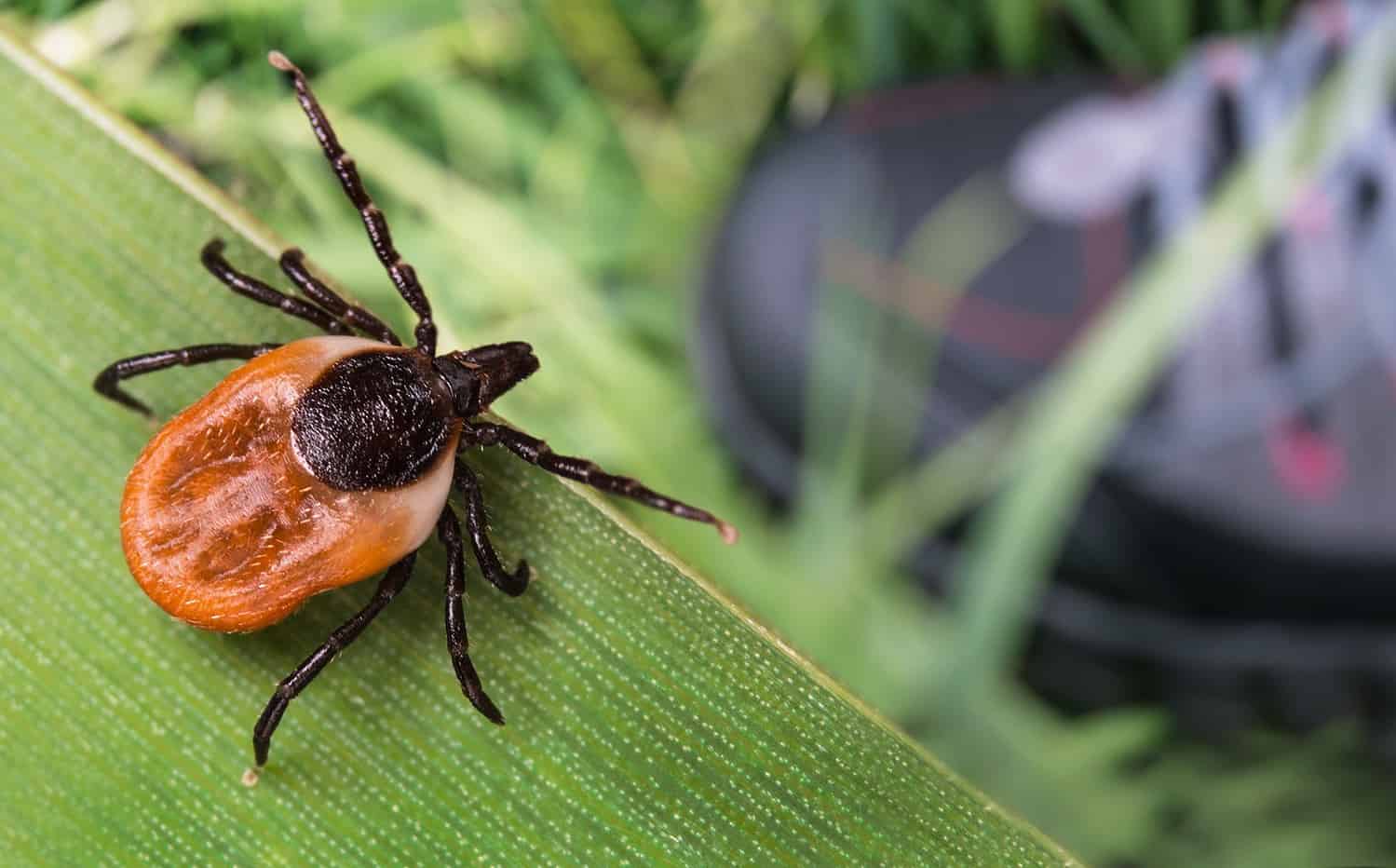 deer tick, blacklegged tick