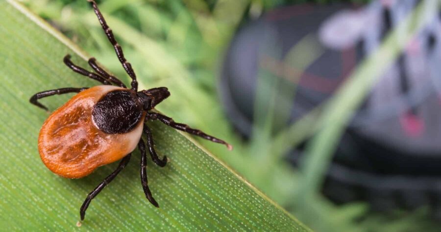 deer tick, blacklegged tick