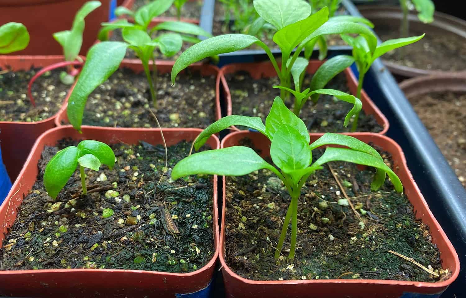 peppers basil seedlings in soilless potting mix