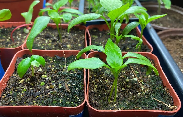peppers and basil seedlings in soilless potting mix