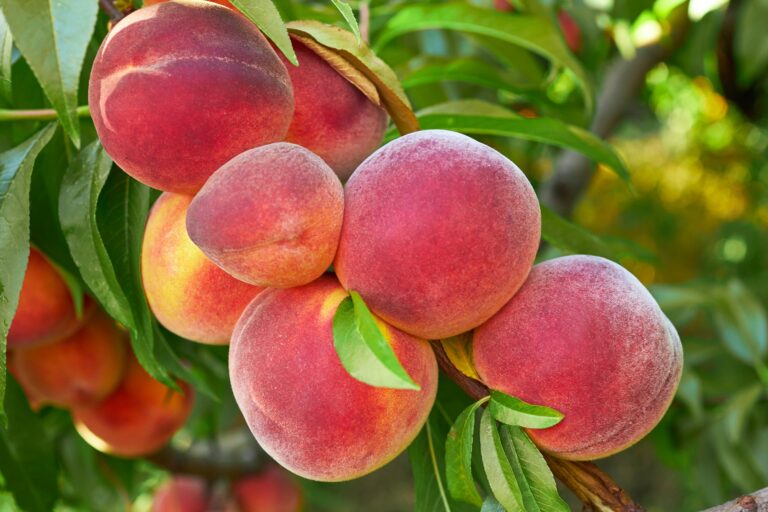 peaches on tree