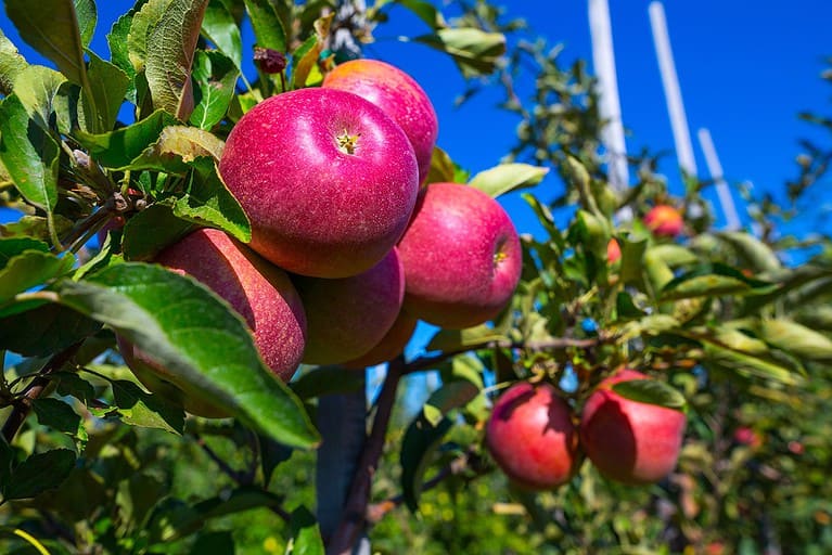 Close-up of an apple tree branch with green leaves and ripening apples