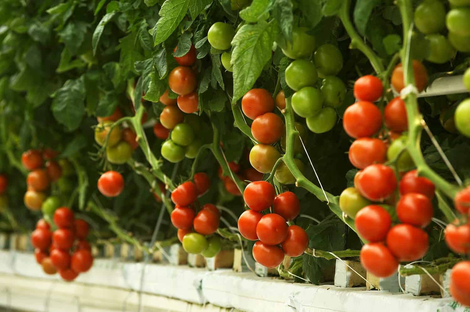 hydroponic tomatoes