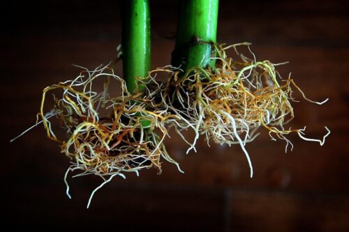 plant roots in hydroponic gardening