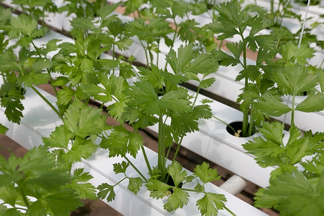 crop yields with hydroponics